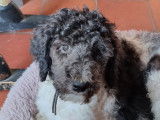 Superbe grands Caniches à vendre