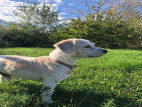Jack Russell disponible pour saillie