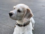 Jack Russell disponible pour saillie