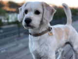 Jack Russell disponible pour saillie