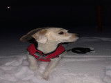 Jack Russell disponible pour saillie