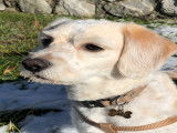Jack Russell disponible pour saillie