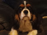 Chiots Cavalier King Charles LOF à vendre