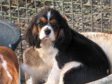 Chiots Cavalier King Charles LOF à vendre