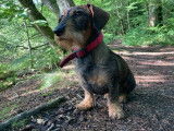 Teckel disponible pour saillie