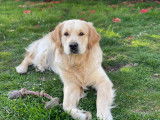 De type Golden Retriever disponible pour saillie