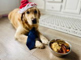 De type Golden Retriever disponible pour saillie