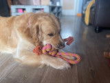De type Golden Retriever disponible pour saillie