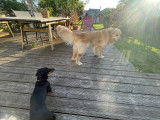 De type Golden Retriever disponible pour saillie