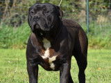 American Bully XL black panthere et tricolore noir à vendre
