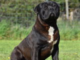 American Bully XL black panthere et tricolore noir à vendre