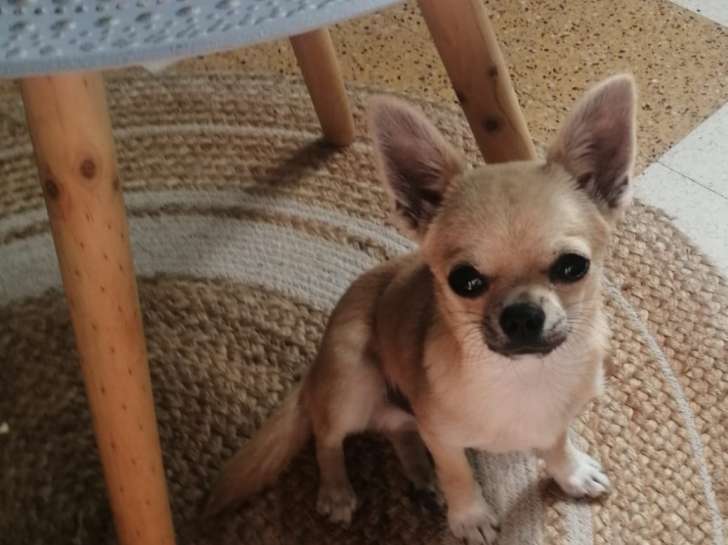 Tiago, Chihuahua à poil court LOF disponible pour saillie