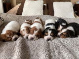 Chiots Bassets Hounds LOF &agrave; vendre