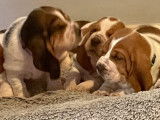 Chiots Bassets Hounds LOF &agrave; vendre