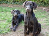 Chiot de type Dobermann femelle à vendre