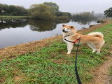 Mâle Akita Inu disponible pour saillie
