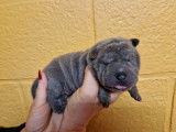 Magnifiques chiots Shar-Peï à vendre
