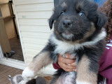 Chiots de type Berger Australien à vendre (3 mâles)