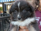 Chiots de type Berger Australien à vendre (3 mâles)