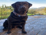 Mâle Labrador disponible pour saillie