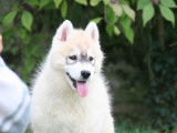 Superbes chiots Husky à vendre