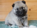 Jolis chiots Pomsky F1 &agrave; vendre