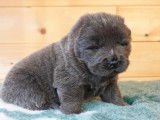 Jolis chiots Chow Chow inscrits au LOF à vendre