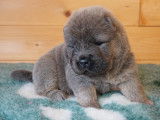 Jolis chiots Chow Chow inscrits au LOF à vendre