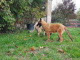 Chiots de race Berger Belge Tervueren à vendre (3 femelles & 3 mâles)