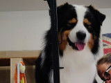 Berger Australien disponible pour saillie
