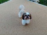 Shih Tzu disponible pour saillie