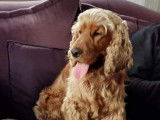Cocker Anglais disponible pour saillie
