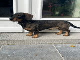 Mâle Teckel Daschund en bonne santé pour saillie