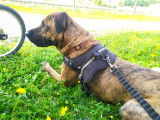 Chien adulte de type Alano Espagnol à donner