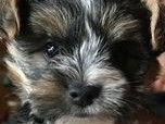 Chiot Morkie mâle à vendre