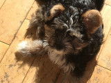Chiot Morkie mâle à vendre