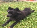 Propose mâle Spitz Allemand pour saillie
