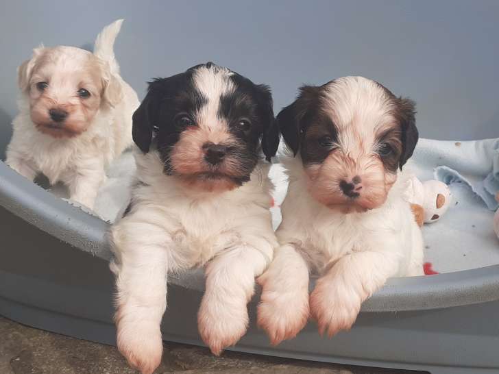 Chiots Bichons Havanais LOF bicolores à vendre