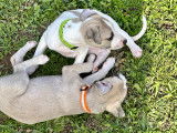 Adorables chiots Whippets &agrave; vendre