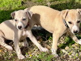 Adorables chiots Whippets &agrave; vendre