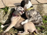 Adorables chiots Whippets &agrave; vendre
