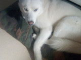 Husky Sibérien disponible pour saillie