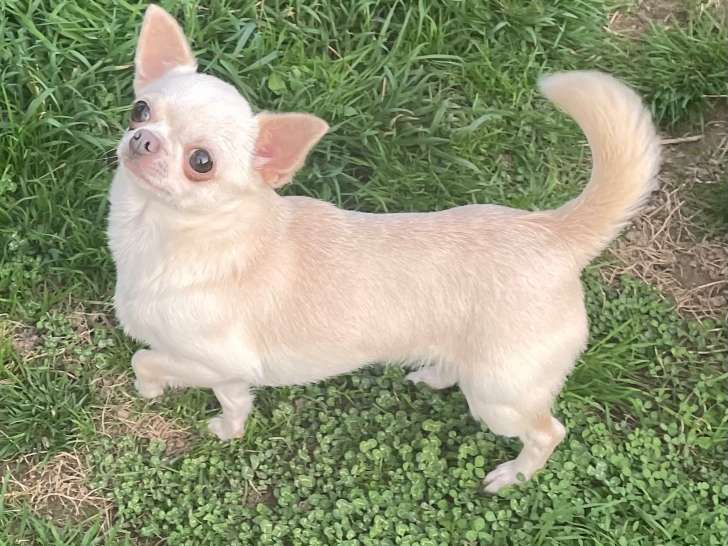 Superbe femelle Chihuahua adulte à vendre