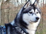 Etalon Husky Sibérien LOF noir et blanc disponible pour saillie.