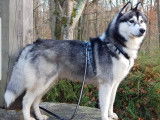 Etalon Husky Sibérien LOF noir et blanc disponible pour saillie.