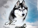 Etalon Husky Sibérien LOF noir et blanc disponible pour saillie.