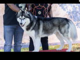 Etalon Husky Sibérien LOF noir et blanc disponible pour saillie.