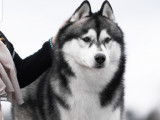 Etalon Husky Sibérien LOF noir et blanc disponible pour saillie.