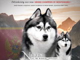 Etalon Husky Sibérien LOF noir et blanc disponible pour saillie.