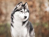 Etalon Husky Sibérien LOF noir et blanc disponible pour saillie.